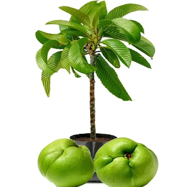 Elephant_Apple_Chalta_Dillenia_Indica_Fruit_Plants_Tree_1_5_3_Feet_Size