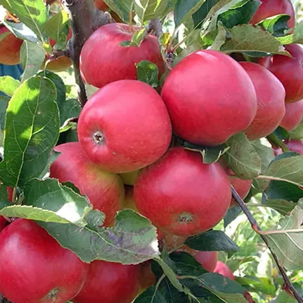 Red_Gala_Apple_Grafted_Seb_Fruit_Plants_Tree_1_5_3_Feet_Size