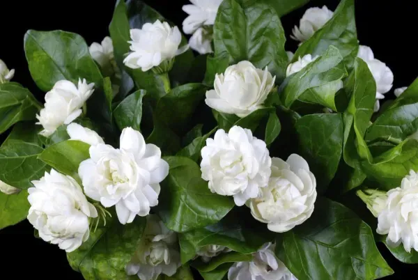 Bel_Arabian_Jasmine_Fragrant_Flower_Plants_Tree_1_2_Feet_Size