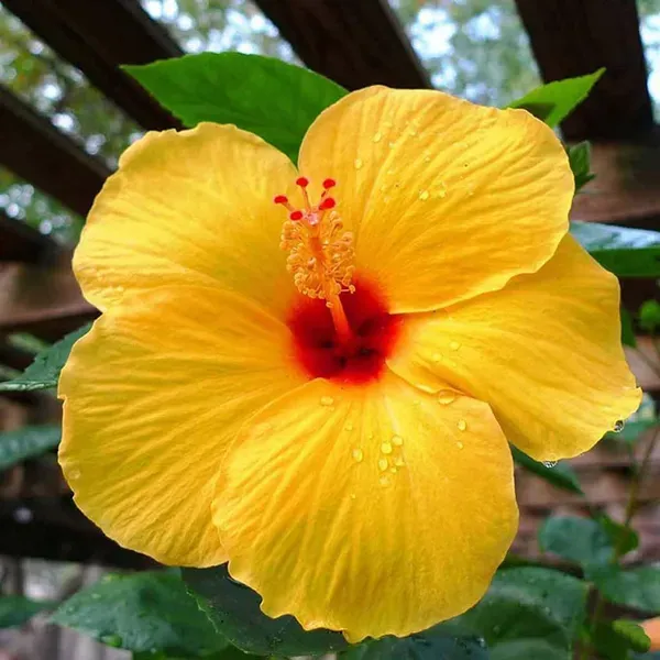 Yellow_Colour_Hybrid_Hibiscus_Joba_Gudhal_Flower_Plants_Tree_1_2_Feet_Siz