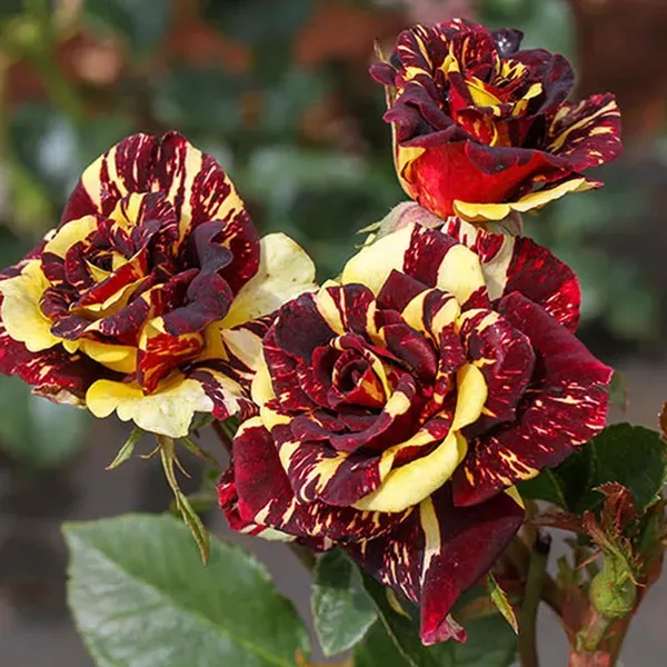 Deep_Red_Crimson_Rose_Aromatic_Flower_Plant_1_2_Feet_Height