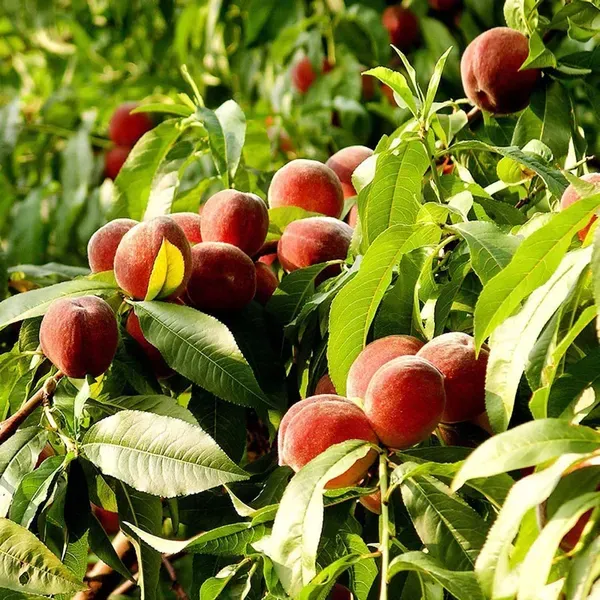Shan_E_Punjab_Peach_Fruit_Grafted_Plants_Tree_2_3_Feet_Size