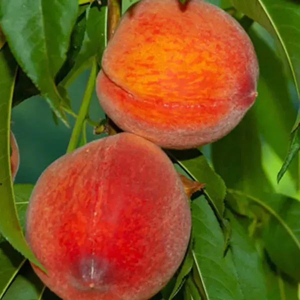 Shan_E_Punjab_Peach_Fruit_Grafted_Plants_Tree_2_3_Feet_Size
