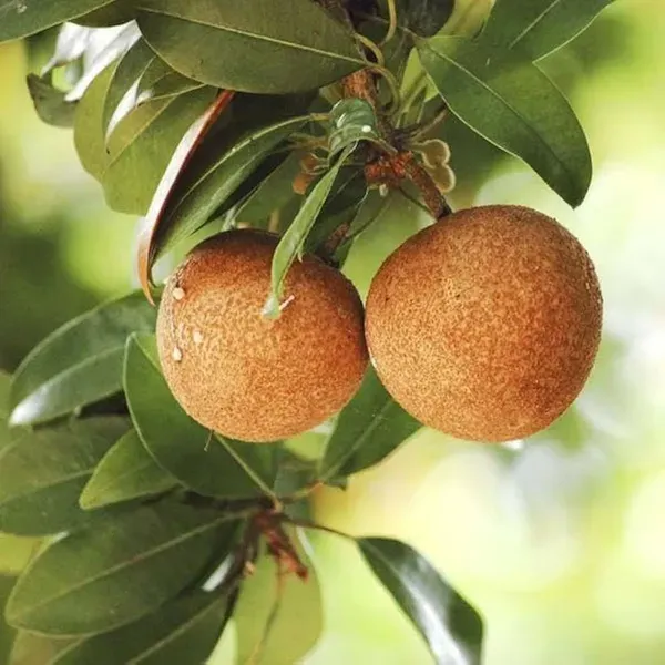 Cricket_Ball_Sapota_Chikoo_Grafted_Fruit_Plants_Tree_1_5_3_Feet_Size