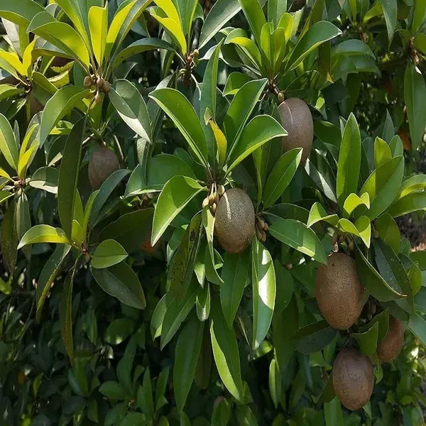 Cricket_Ball_Sapota_Chikoo_Grafted_Fruit_Plants_Tree_1_5_3_Feet_Size