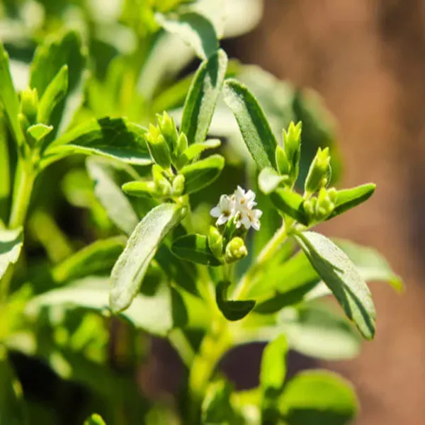 Stevia_Candy_Leaf_Medicinal_Plants_Tree_1_2_Feet_Size