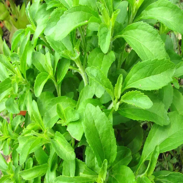 Stevia_Candy_Leaf_Medicinal_Plants_Tree_1_2_Feet_Size