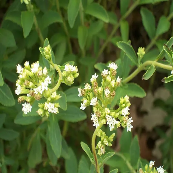 Stevia_Candy_Leaf_Medicinal_Plants_Tree_1_2_Feet_Size