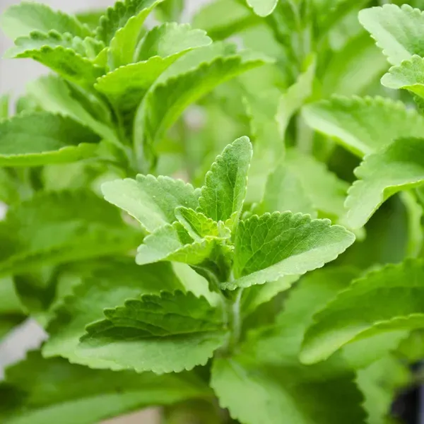 Stevia_Candy_Leaf_Medicinal_Plants_Tree_1_2_Feet_Size