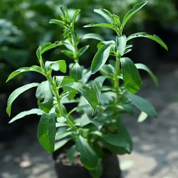 Stevia_Candy_Leaf_Medicinal_Plants_Tree_1_2_Feet_Size