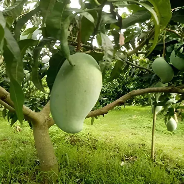 Brunei_King_Mango_Grafted_Aam_Fruit_Plants_Tree_1_5_3_Feet_Size