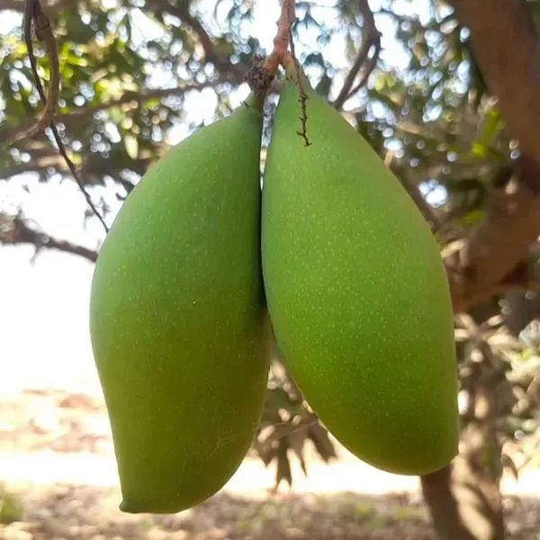 Brunei_King_Mango_Grafted_Aam_Fruit_Plants_Tree_1_5_3_Feet_Size