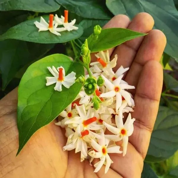 Seuli_Parijat_Flower_Plants_Tree_1_2_Feet_Size
