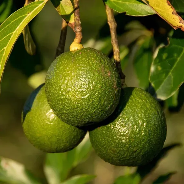 Avocado_Monroe_Round_Butter_Fruit_Grafted_Plants_Tree_1_5_3_Feet_Size
