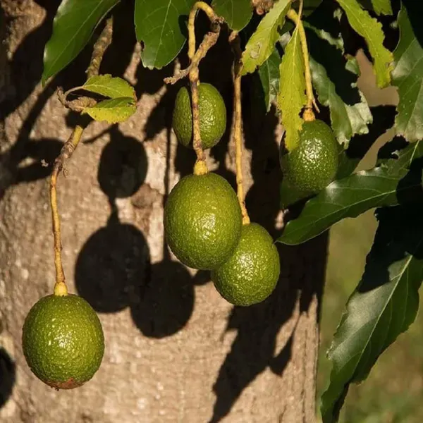 Avocado_Monroe_Round_Butter_Fruit_Grafted_Plants_Tree_1_5_3_Feet_Size