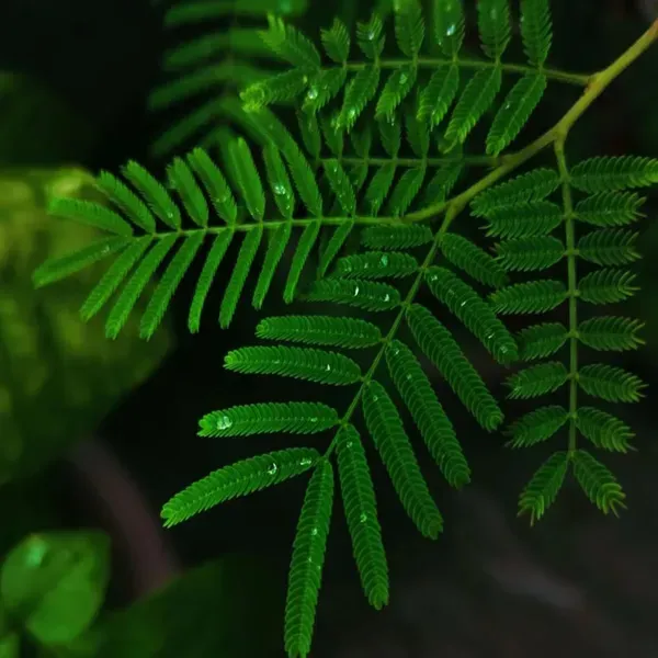 Shami_Plants_Tree_1_5_3_Feet_Size