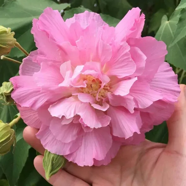 Double_Petal_Cotton_Rose_Land_Lotus_Sthal_Poddo_Hibiscus_Mutabilis_Changeab