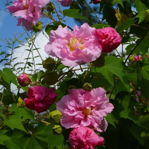 Double_Petal_Cotton_Rose_Land_Lotus_Sthal_Poddo_Hibiscus_Mutabilis_Changeab