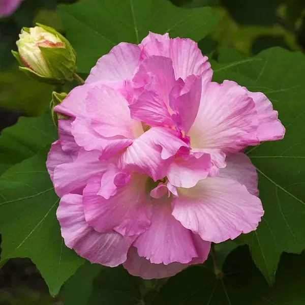 Double_Petal_Cotton_Rose_Land_Lotus_Sthal_Poddo_Hibiscus_Mutabilis_Changeab