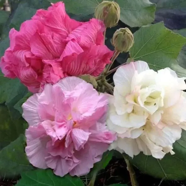 Double_Petal_Cotton_Rose_Land_Lotus_Sthal_Poddo_Hibiscus_Mutabilis_Changeab