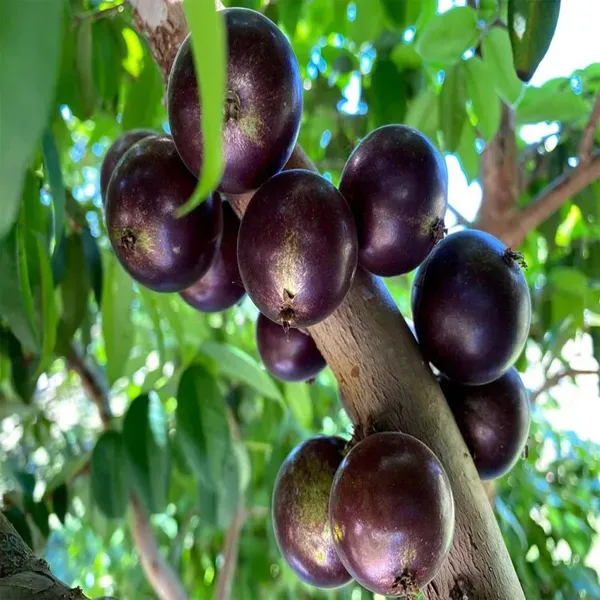 Jabuticaba_Grimal_Fruit_Plants_Tree_1_5_3_Feet_Size