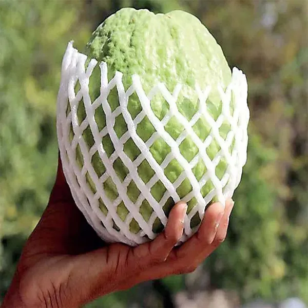 Kg_Big_Size_Guava_Amrood_Fruit_Air_Layering_Grafted_Plants_Tree_1_5_3_F