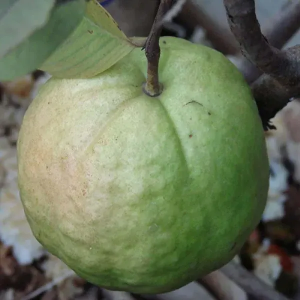 Kg_Big_Size_Guava_Amrood_Fruit_Air_Layering_Grafted_Plants_Tree_1_5_3_F