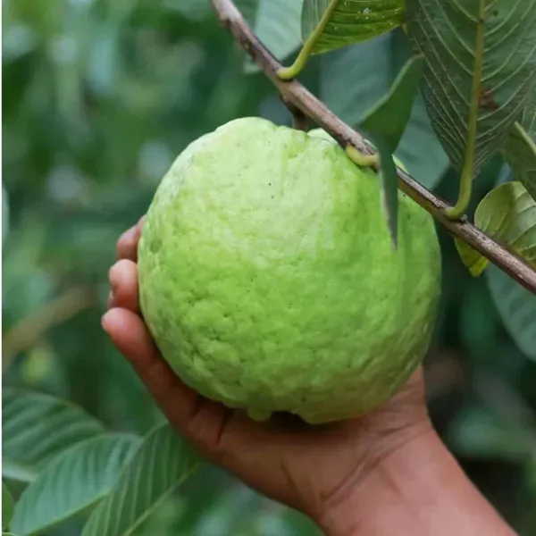 Kg_Big_Size_Guava_Amrood_Fruit_Air_Layering_Grafted_Plants_Tree_1_5_3_F