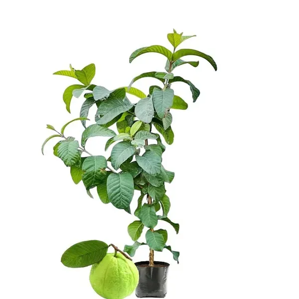 Kg_Big_Size_Guava_Amrood_Fruit_Air_Layering_Grafted_Plants_Tree_1_5_3_F