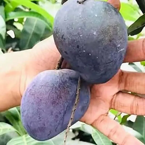 Black_Stone_Mango_Grafted_Aam_Fruit_Plants_Tree_1_5_3_Feet_Size