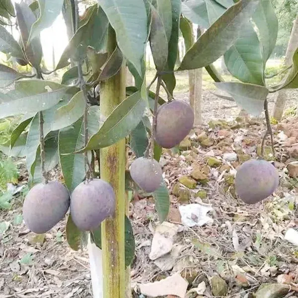 Black_Stone_Mango_Grafted_Aam_Fruit_Plants_Tree_1_5_3_Feet_Size