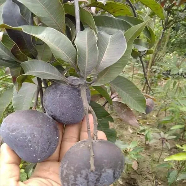 Black_Stone_Mango_Grafted_Aam_Fruit_Plants_Tree_1_5_3_Feet_Size