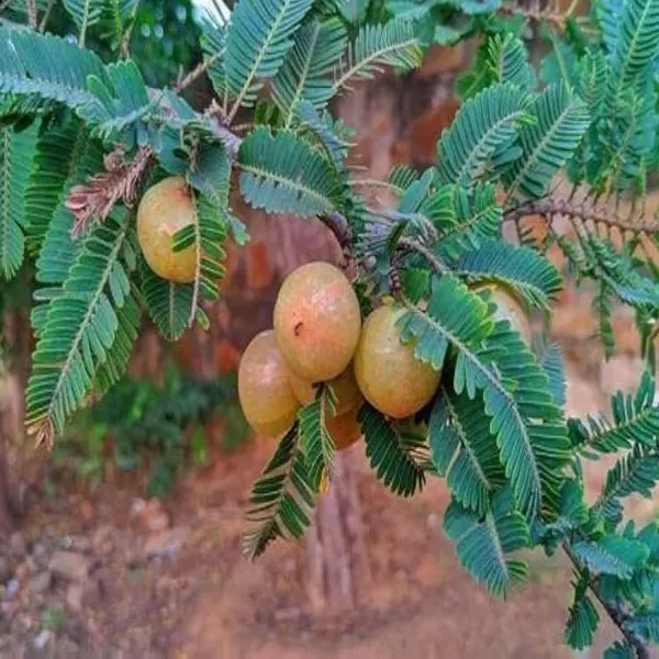 Thai_Red_Gooseberries_Amla_Amlaki_Fruit_Grafted_Plants_Tree_1_5_3_Feet_Si