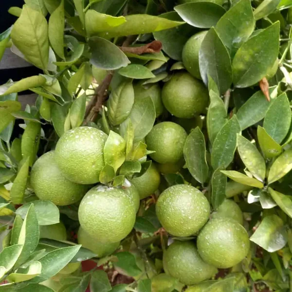 Jalna_Sweet_Mosambi_Grafted_Fruit_Plants_Tree_1_2_Feet_Size