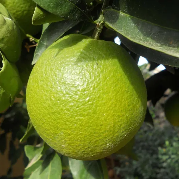 Jalna_Sweet_Mosambi_Grafted_Fruit_Plants_Tree_1_2_Feet_Size