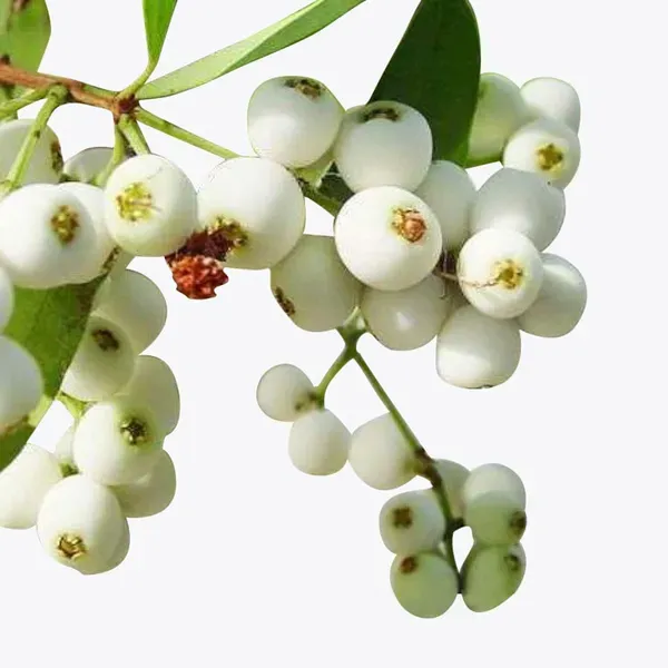 Cat_Fruit_Plants_Tree_1_5_3_Feet_Size