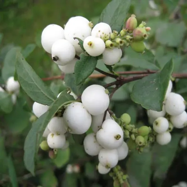 Cat_Fruit_Plants_Tree_1_5_3_Feet_Size