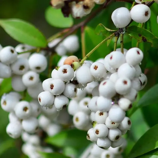 Cat_Fruit_Plants_Tree_1_5_3_Feet_Size