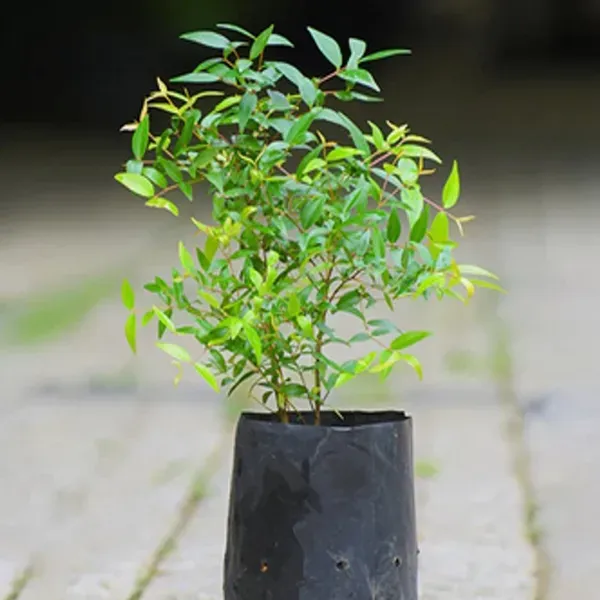 Cat_Fruit_Plants_Tree_1_5_3_Feet_Size