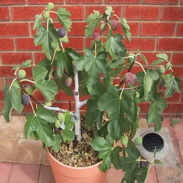 Brown_Turkey_Anjeer_Fig_Fruit_Air_Layering_Grafted_Plants_Tree_1_2_Feet