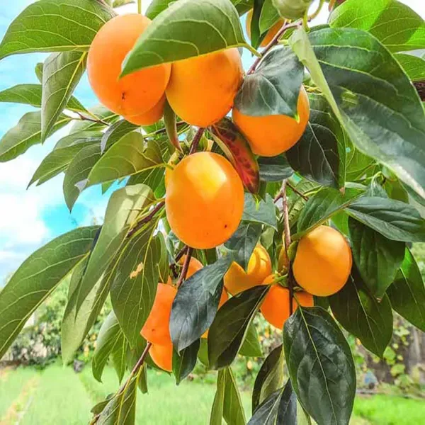 Eureka_Persimmon_Fruit_Grafted_Plants_Tree_2_3_Feet_Size