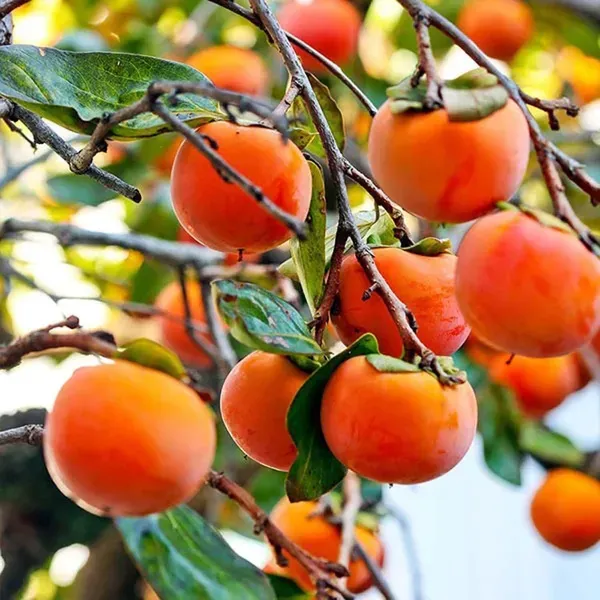 Eureka_Persimmon_Fruit_Grafted_Plants_Tree_2_3_Feet_Size