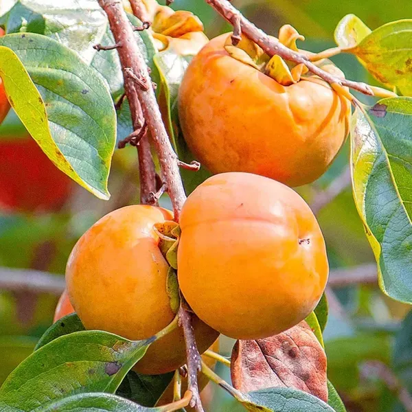 Eureka_Persimmon_Fruit_Grafted_Plants_Tree_2_3_Feet_Size