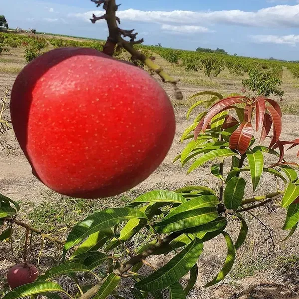 Apple_Mango_Grafted_Aam_Fruit_Plants_Tree_1_5_3_Feet_Size