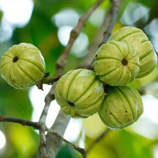 Malabar_Tamarind_Kudam_Puli_Garcinia_Cambogia_Grafted_Fruit_Plants_Tree_1