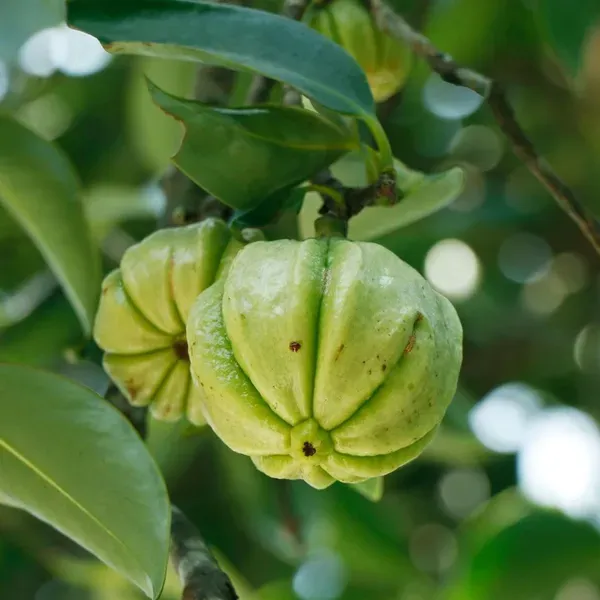 Malabar_Tamarind_Kudam_Puli_Garcinia_Cambogia_Grafted_Fruit_Plants_Tree_1