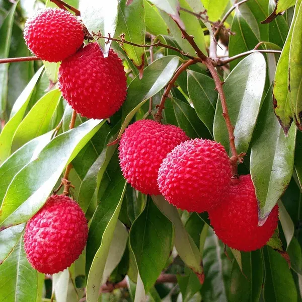 Bombai_Litchi_Lychee_Fruit_Air_Layering_Grafted_Plants_Tree_1_2_Feet_Si