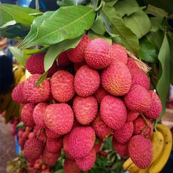Bombai_Litchi_Lychee_Fruit_Air_Layering_Grafted_Plants_Tree_1_2_Feet_Si