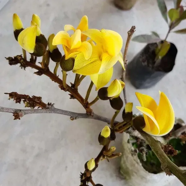 Yellow_Colour_Palash_Butea_Monosperma_Flower_Plants_Tree_1_2_Feet_Size