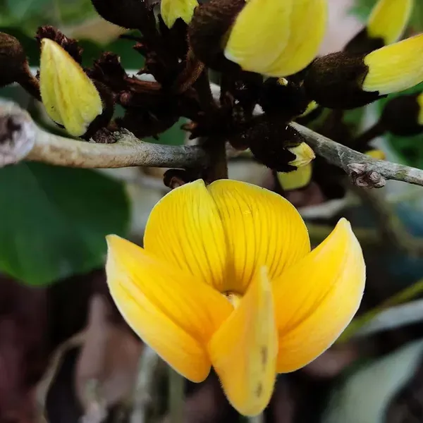 Yellow_Colour_Palash_Butea_Monosperma_Flower_Plants_Tree_1_2_Feet_Size